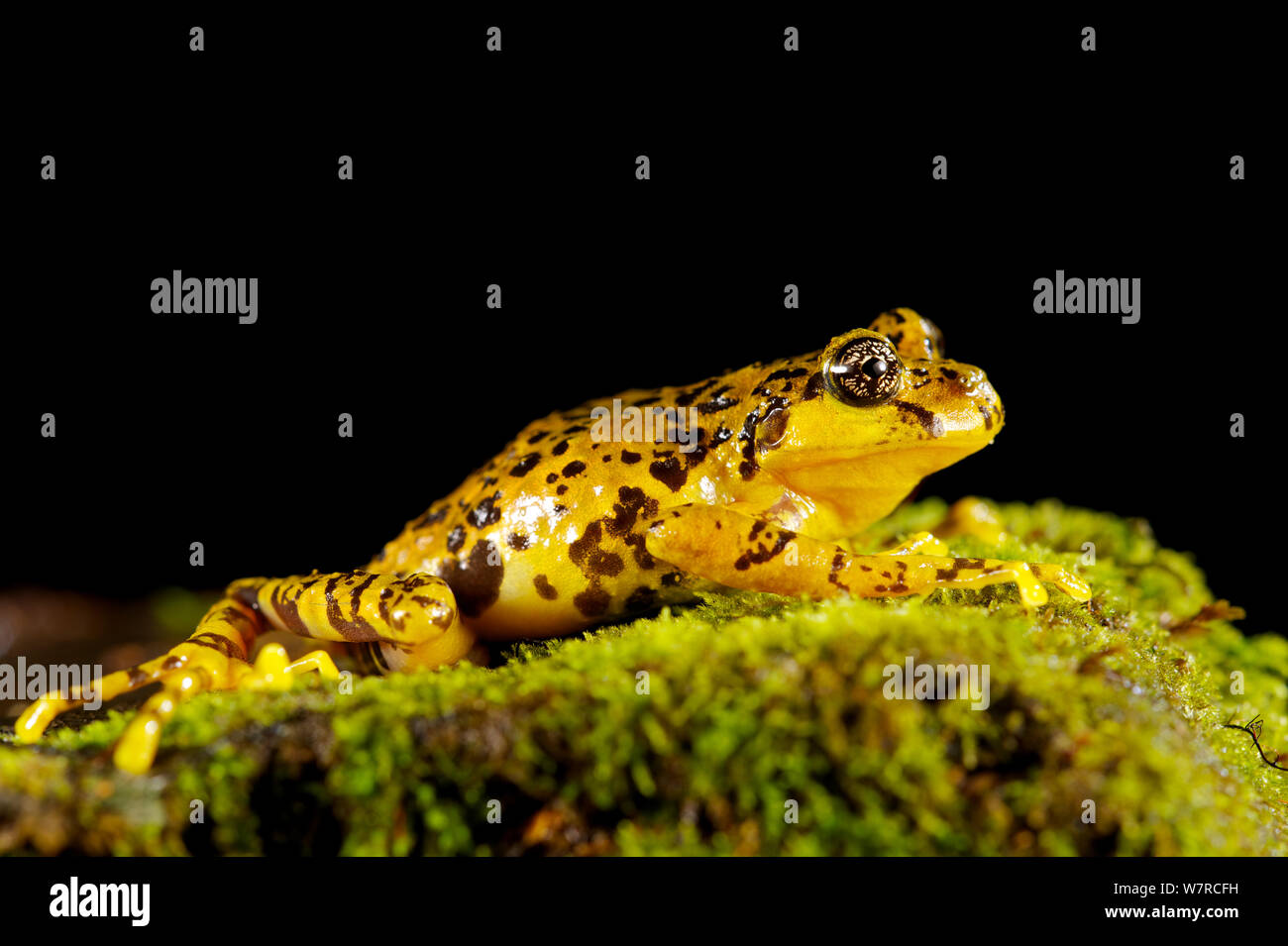 Marbled Wood Frog (Batrachyla antartandica) Parc Oncol, Chile, January Stock Photo