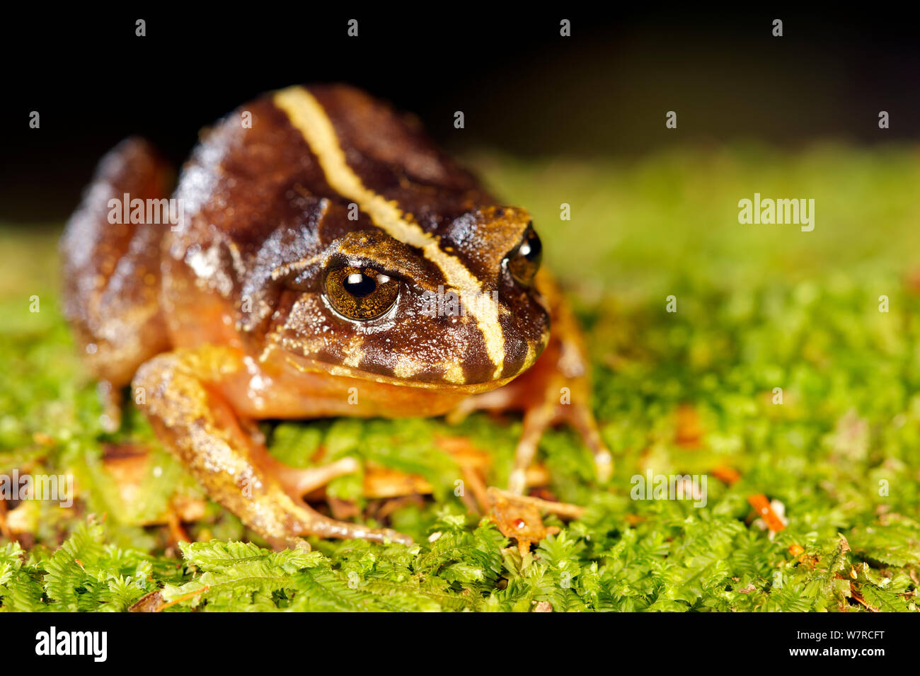 Valdivia Ground Frog (Eupsophus vertebralis) Oncol Park, Chile, January Stock Photo