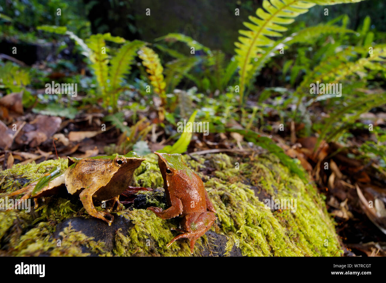 Two adult Darwin's frogs (Rhinoderma darwinii) in their habitat, Chile ...