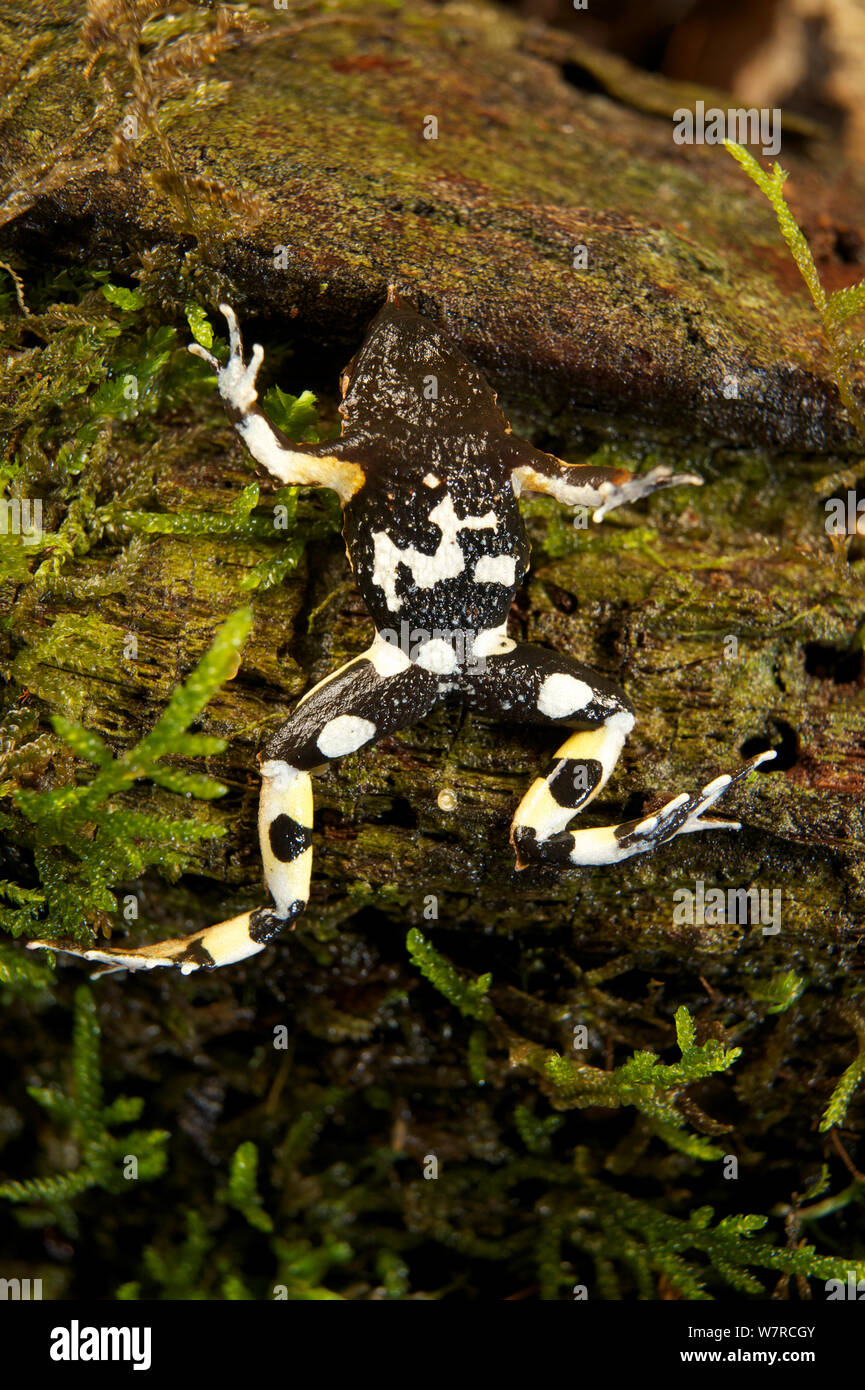Underside of a Darwin's Frog (Rhinoderma darwinii) Chile, January, Controlled conditions, Vulnerable species Stock Photo
