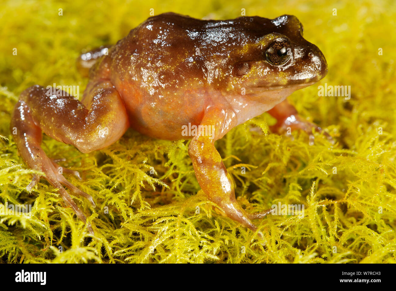 Emilio's Ground Frog (Eupsophus emiliopugini) Puyehue National Park, Chile, January Stock Photo