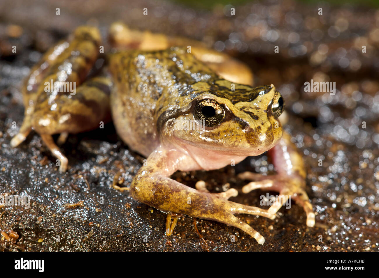 Spiny-chested Frog (Alsodes hugoi), endemic to the Altos de Lircay National Reserve, Chile, January Stock Photo