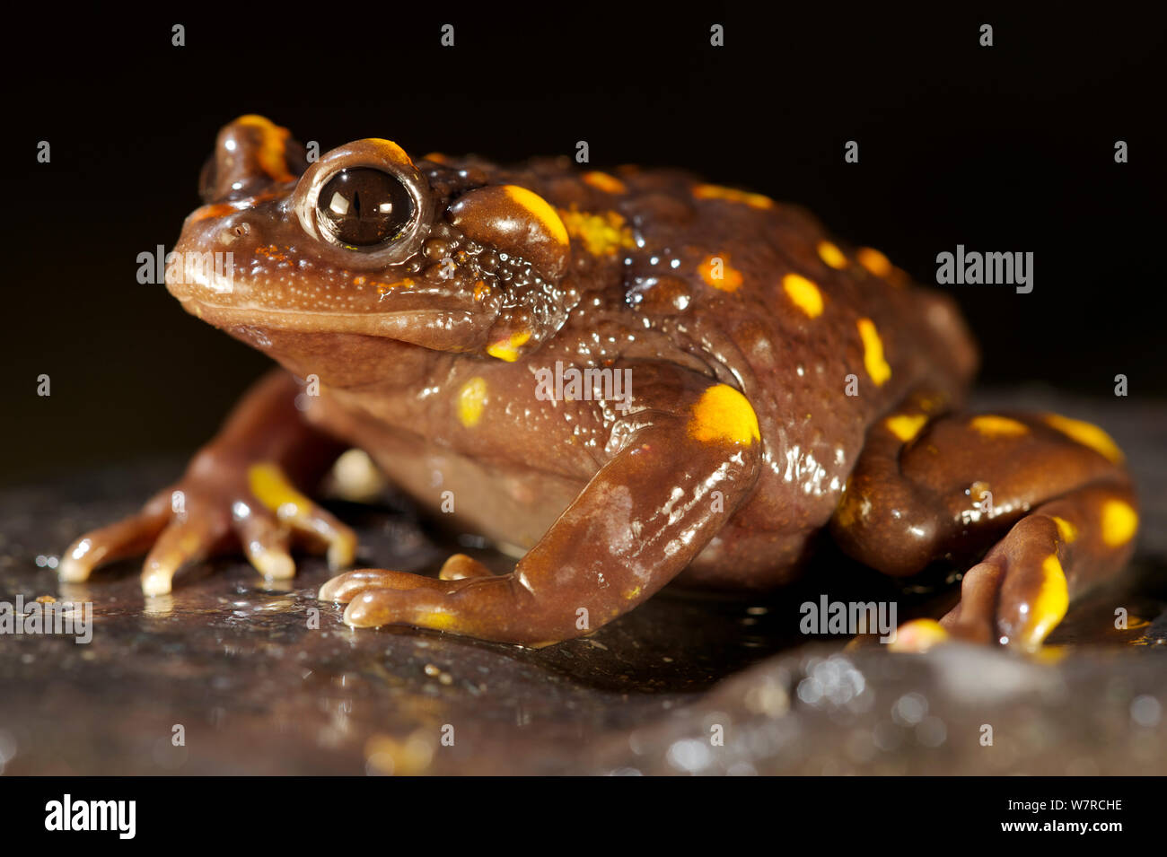 Chile Mountains False Toad (Telmatobufo venustus) Chile, January ...