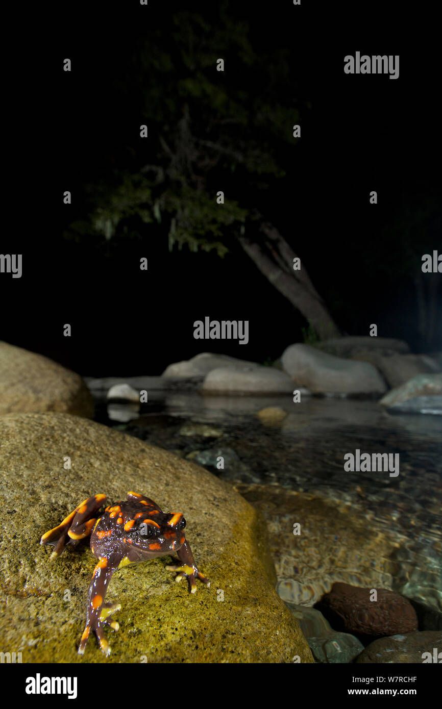 Telmatobufo venustus hi-res stock photography and images - Alamy
