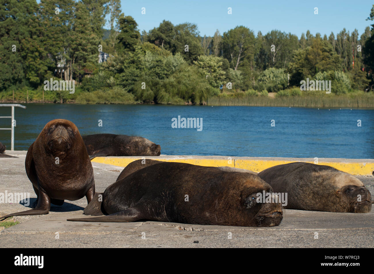 South American Sea Lions (Otaria flavescens) resting on river bank, Valdivia, Chile, January Stock Photo