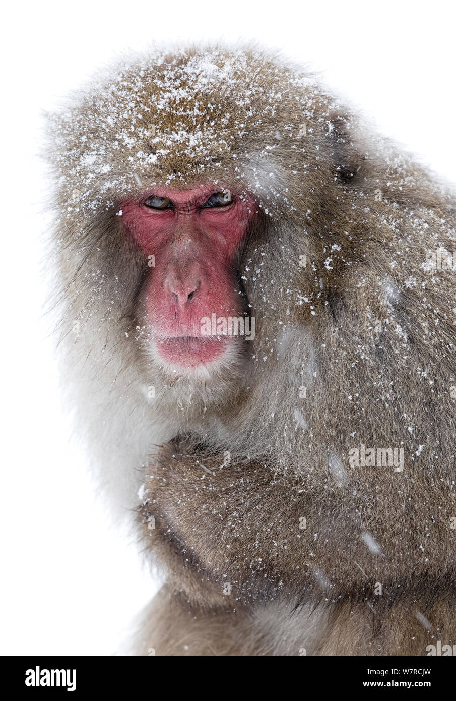 Japanese Macaque (Macaca fuscata) adult, Jigokudani, Japan, January ...