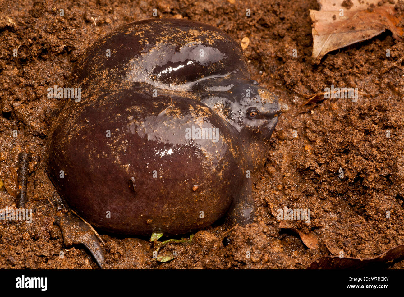 The purple pig nosed frog hires stock photography and images Alamy