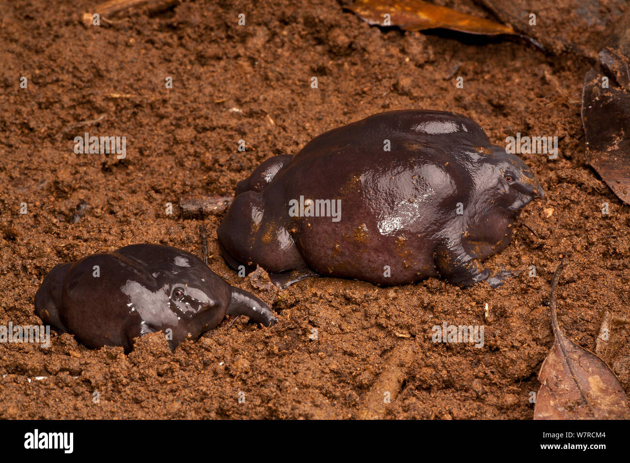 The purple pig nosed frog hires stock photography and images Alamy