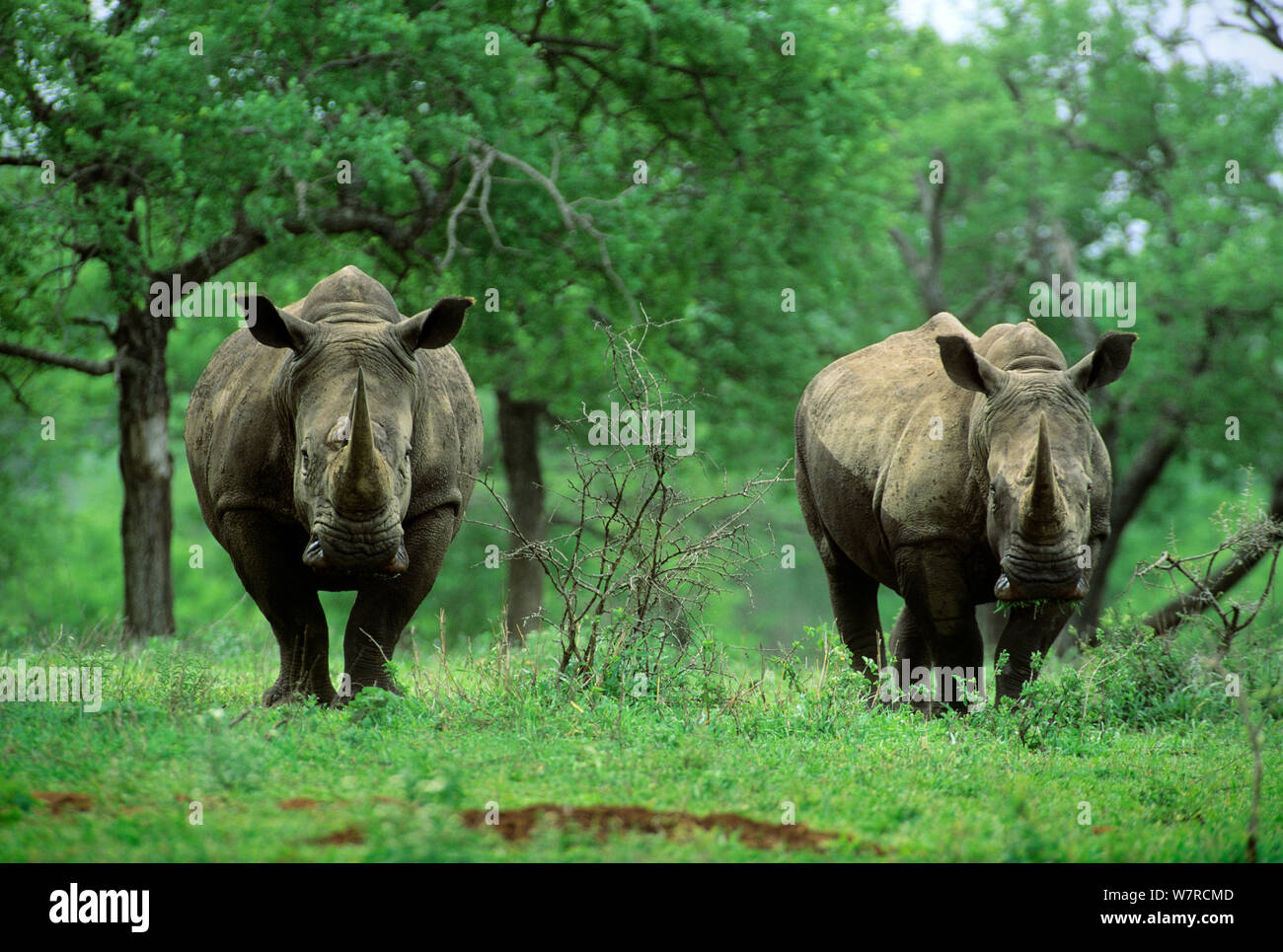 Two White Rhinoceros (Ceratotherium simum)  Hluhluwe-Umfolozi Park, South Africa Stock Photo