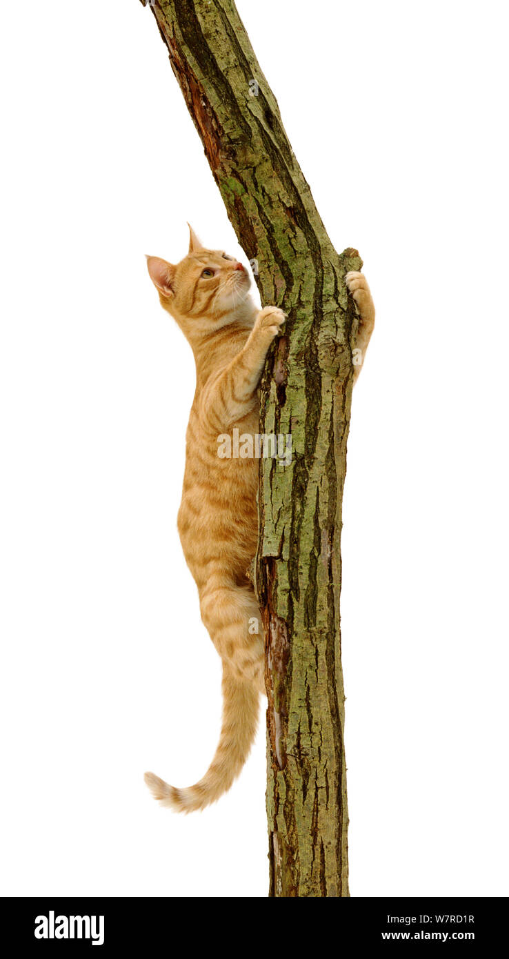 Young ginger cat Sparky climbing showing claws holding on to rough bark. Stock Photo