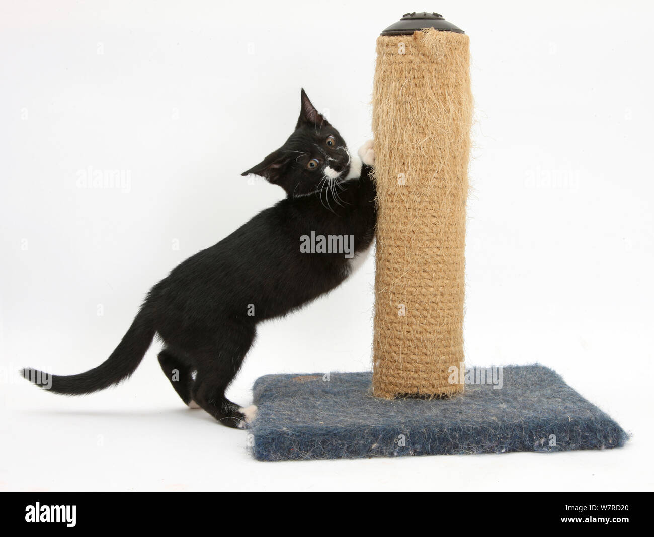 Black-and-white tuxedo male kitten, 'Tuxie' aged 3 months, using a scratching post. Stock Photo