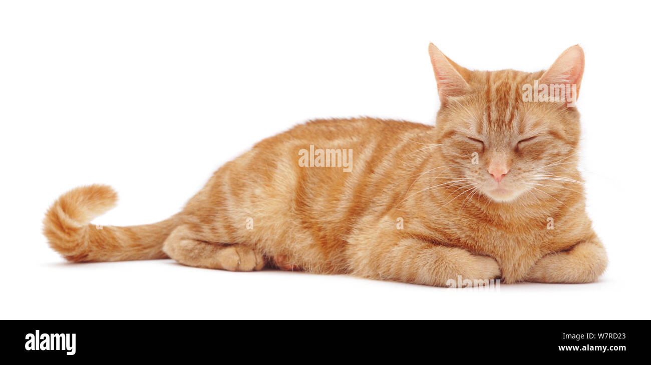 Sleepy ginger female cat 'Lucky' Stock Photo Alamy