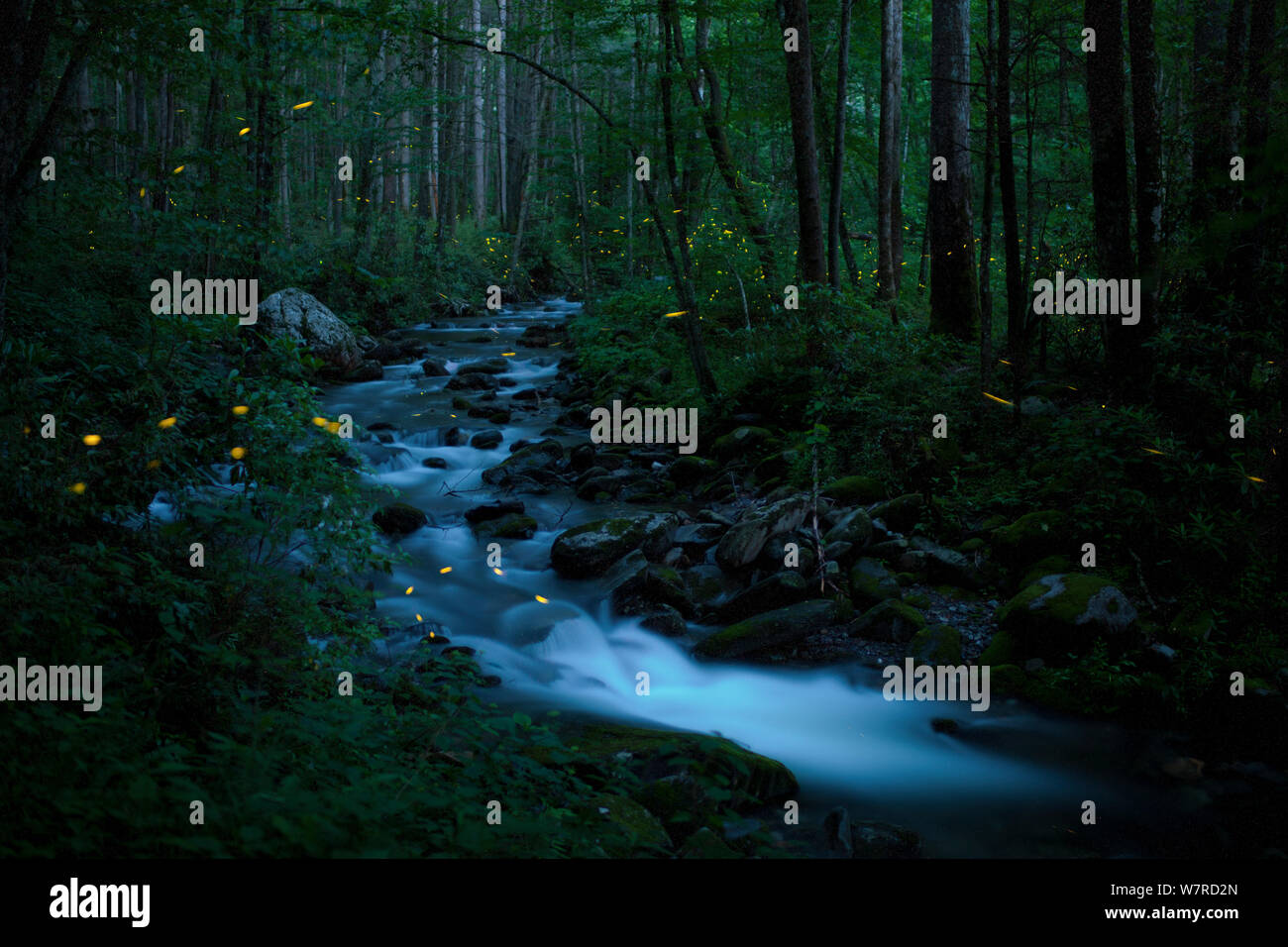 Fireflies In Smoky Mountains 2024 Alana Augusta