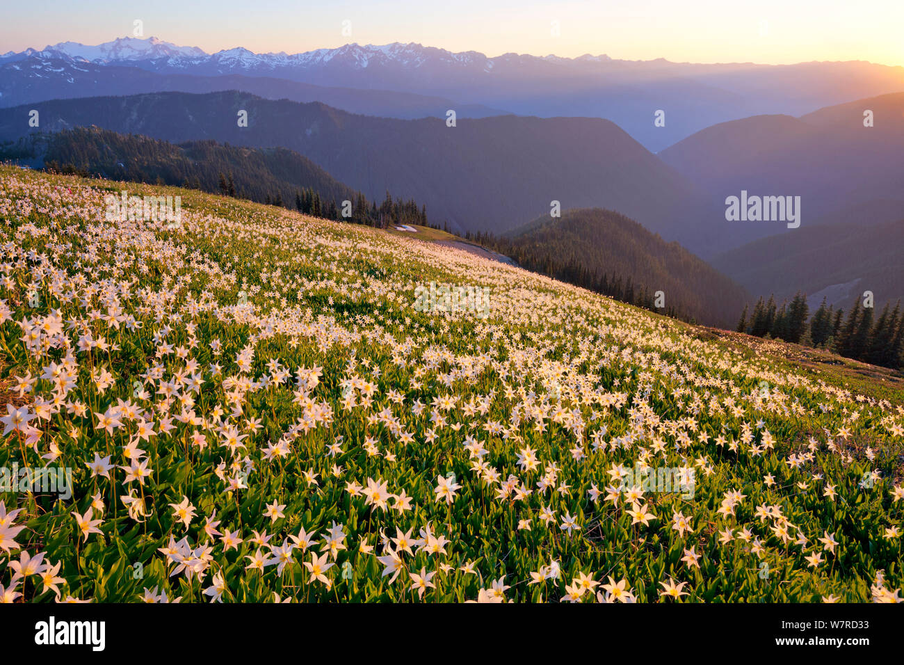 Fields of Avalanche Lilies (Erythronium montanum) in the fading sunset light high on the slopes of the Olympic mountains with a view of Mt Olympus (far left) in Olympic National Park, Washington, USA, July 2013 Stock Photo