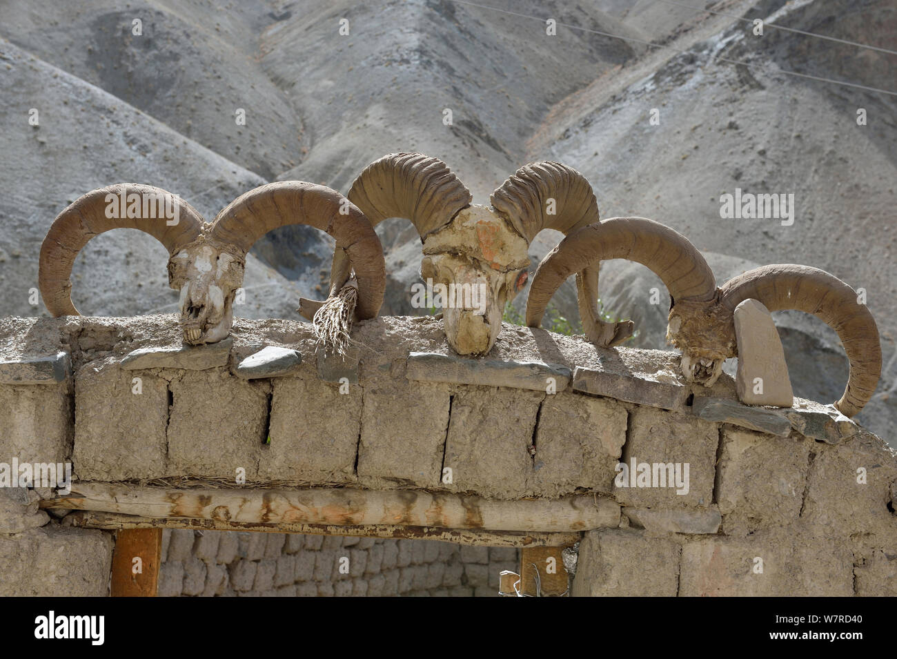 Skulls of two Bharal (Pseudois nayaur) and one Argali (Ovis ammon) mountain sheep, on wall in a village, Hemis NP, at altitude of 4200m, Ladakh, India, October 2012 Stock Photo