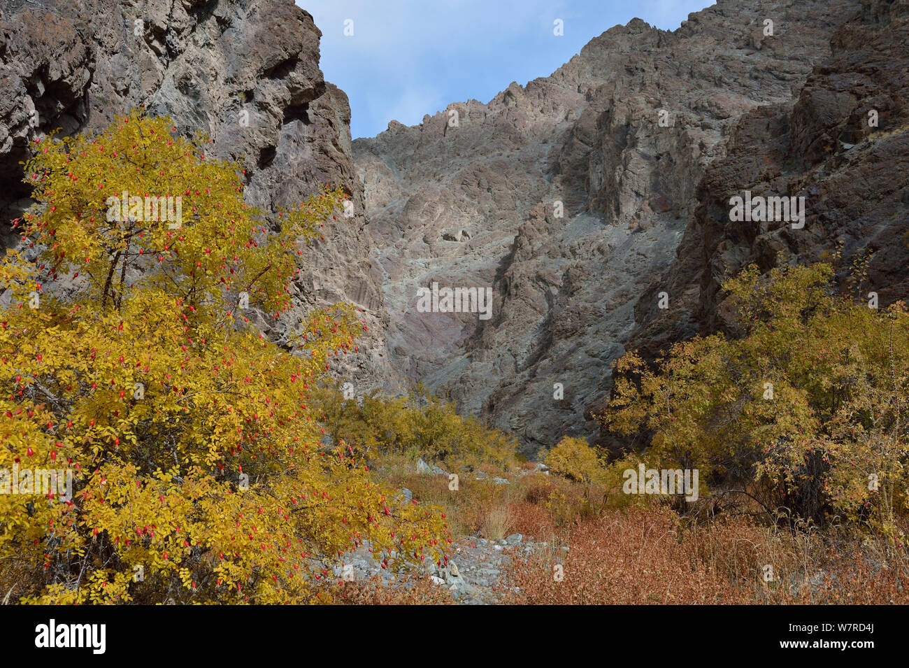 Bharal (Pseudois nayur) and Snow Leopard (Panthera uncia uncinoides ...