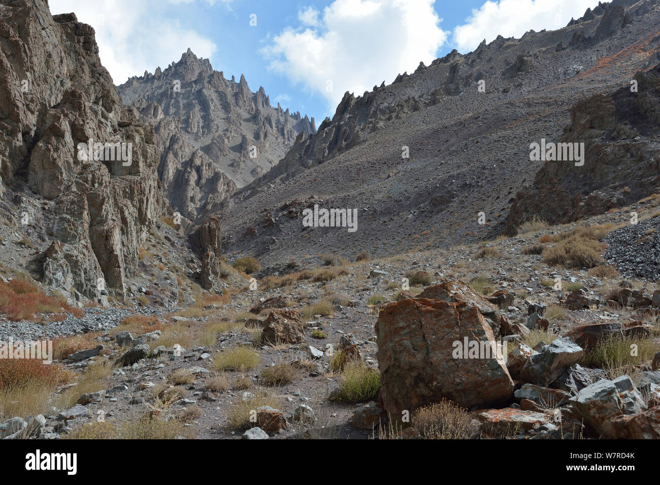 Bharal (Pseudois nayur) and Snow Leopard (Panthera uncia uncinoides ...