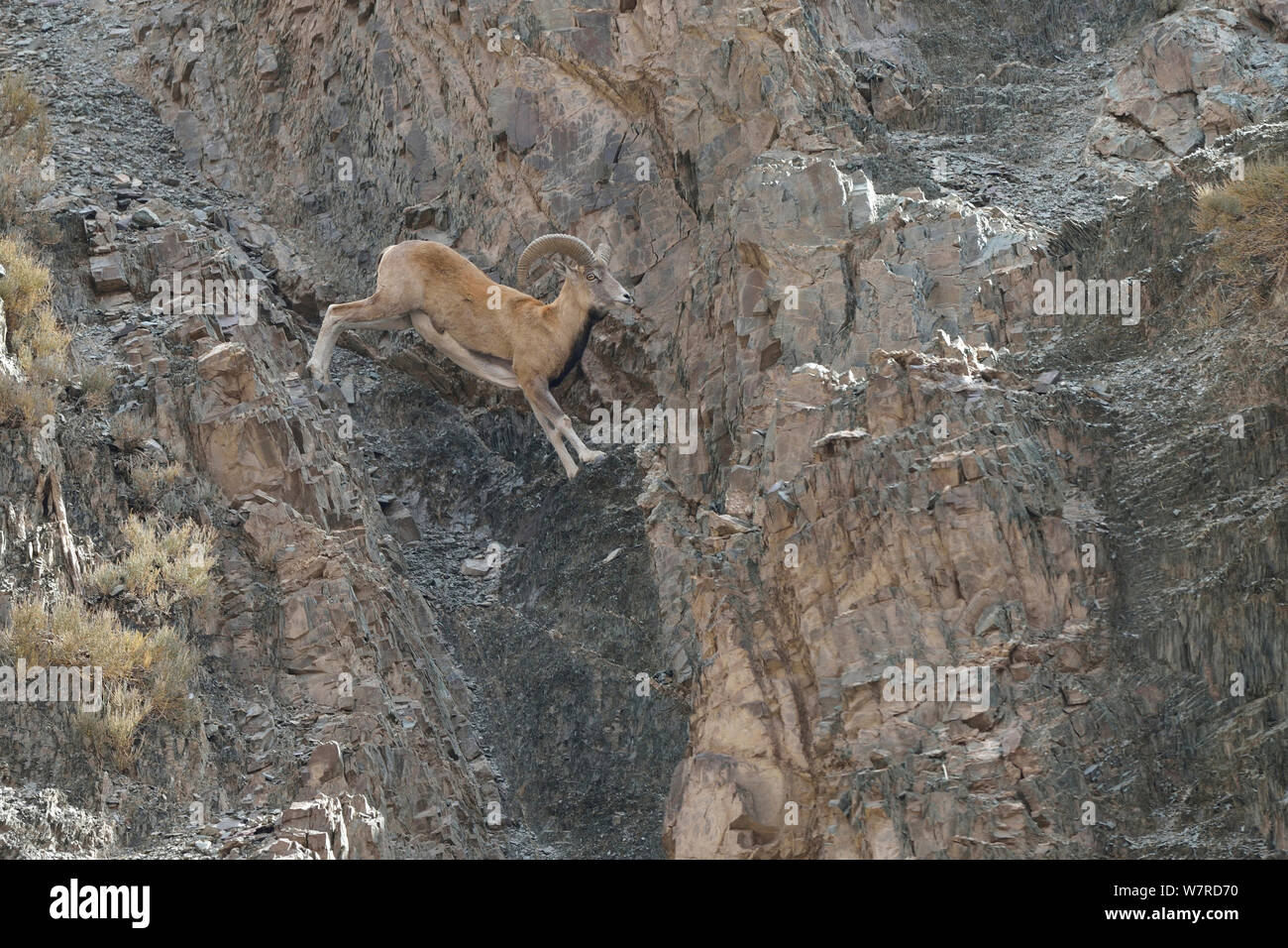 Urial Stock Photos & Urial Stock Images - Alamy