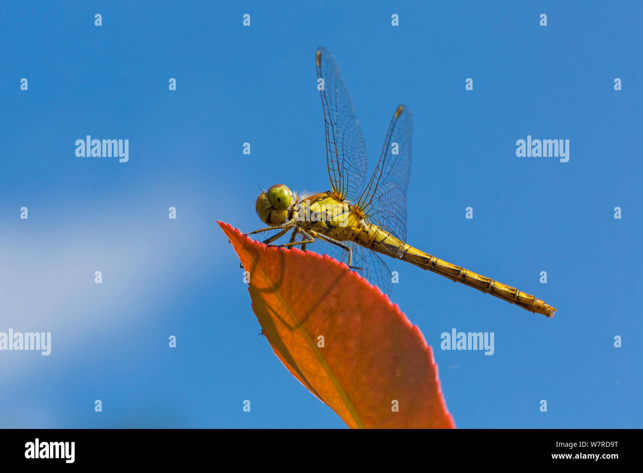Bournemouth, Dorset UK. 7th Aug 2019. UK weather: Insects enjoy the sunshine feeding on the plants at Bournemouth. Common Darter dragonfly, Sympetrum striolatum resting on leaf of Red Robin shrub, photinia x fraseri looking up against blue sky.  Credit: Carolyn Jenkins/Alamy Live News Stock Photo
