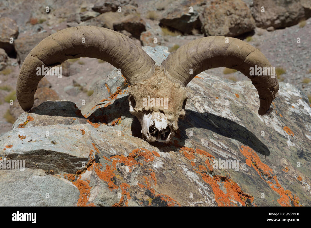 Bharal (Pseudois nayaur) horns of a big male aged 13 years, Hemis NP, at altitude of 4600m, Ladakh, India Stock Photo