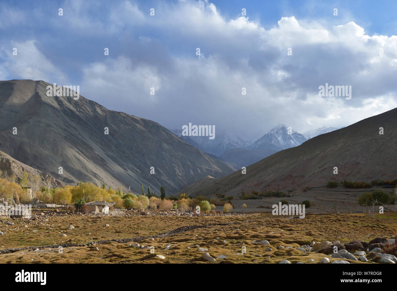 Urial Stock Photos & Urial Stock Images - Alamy