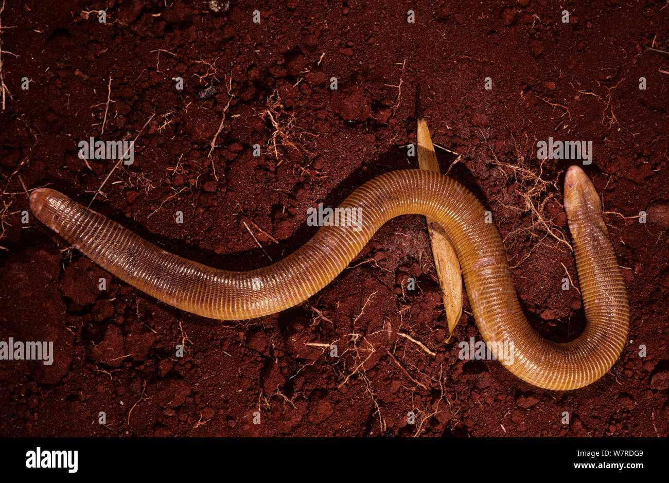 Red worm lizard (Amphisbaena alba) French Guiana Stock Photo Alamy
