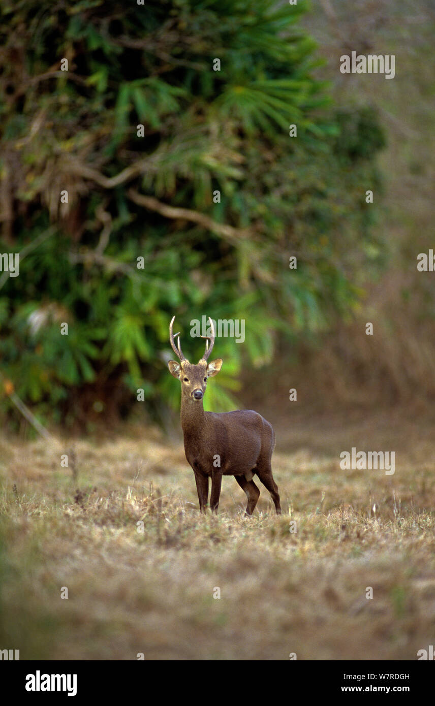 Calamian Deer (Axis calamaniensis) male, Calauit island, Province of