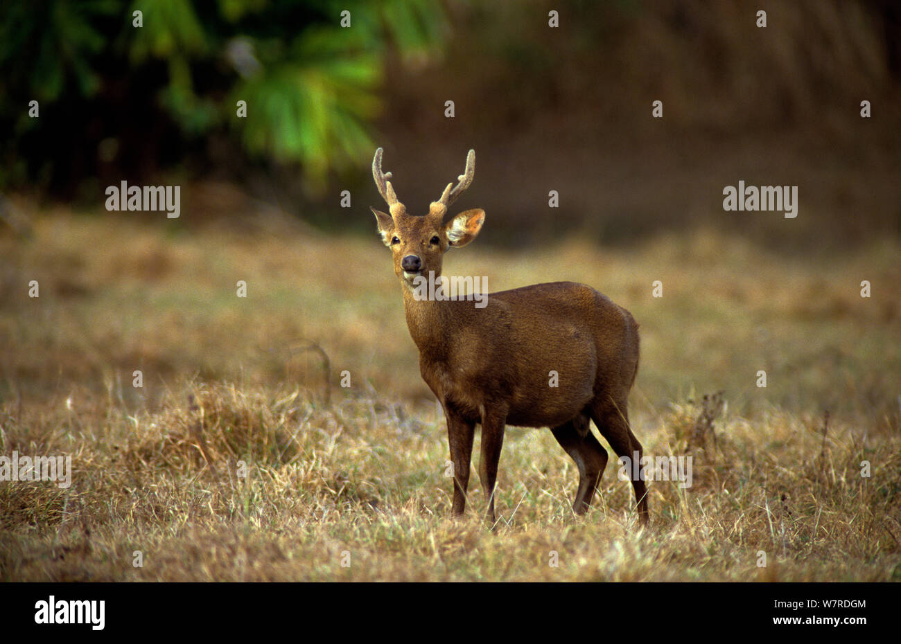 Calamian Deer Axis calamaniensis male Calauit island Province