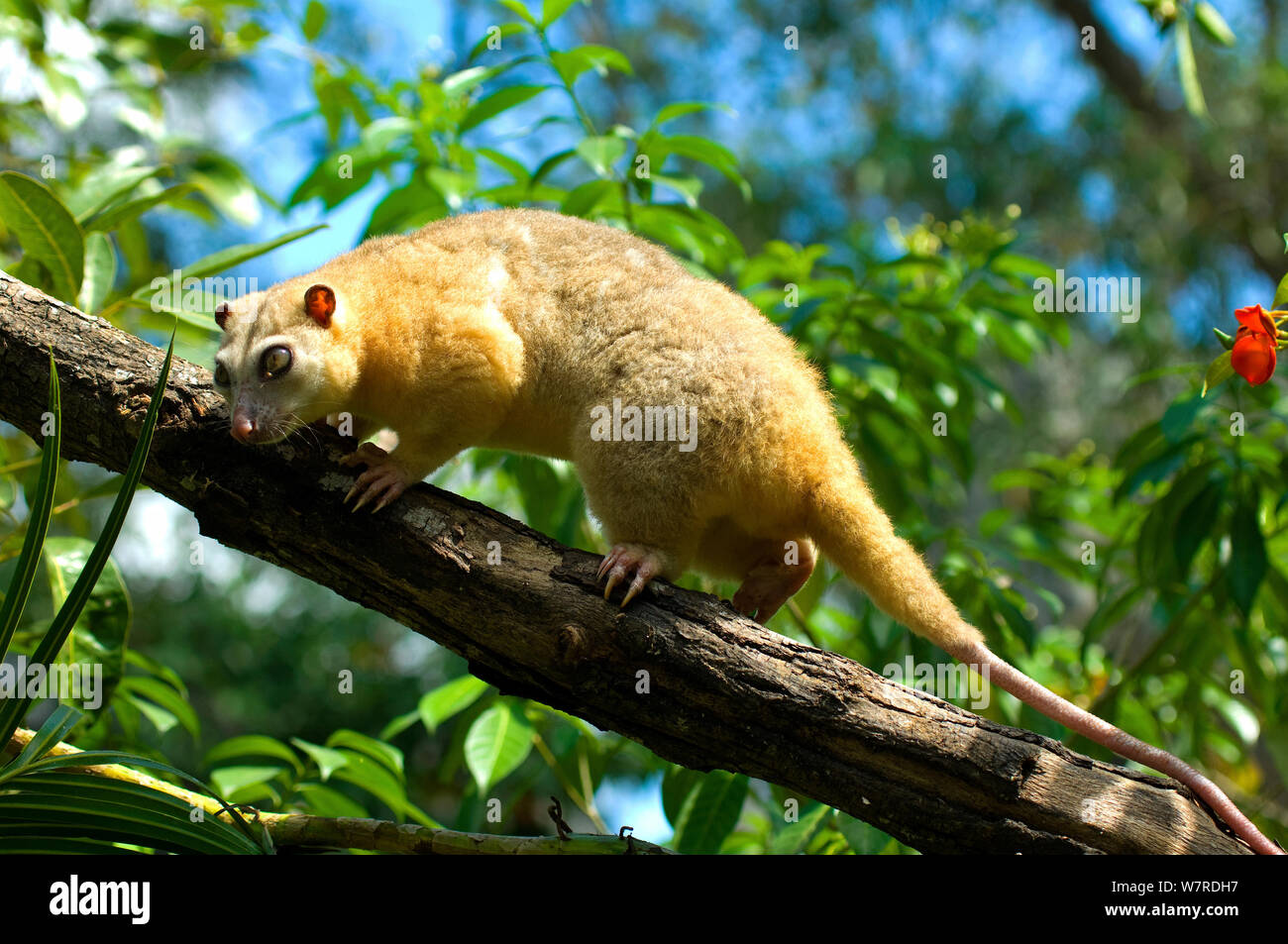 Common Cuscus (Phalanger orientalis) captive native to Timor to New