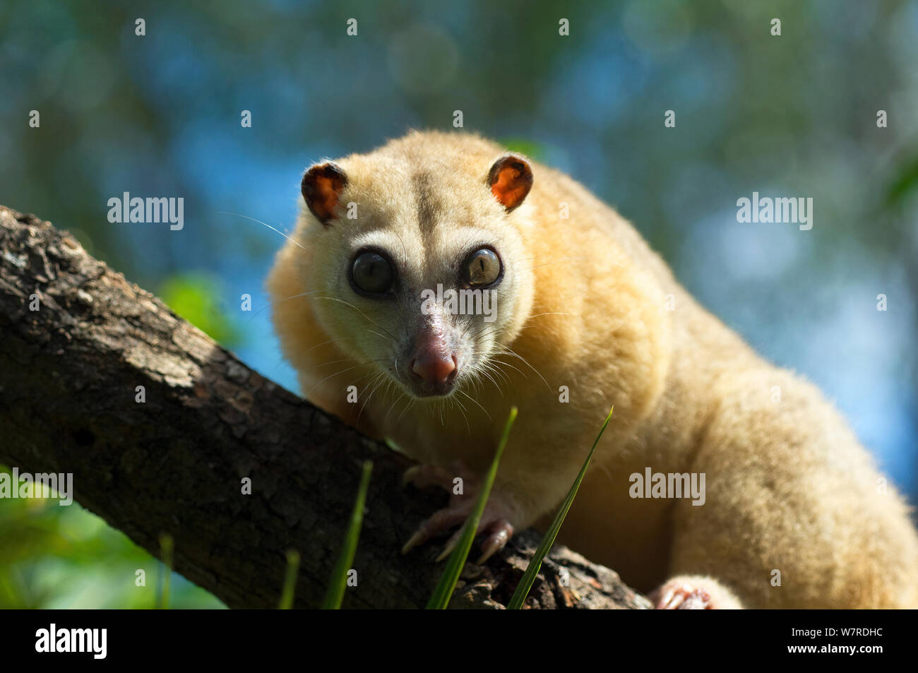Common Cuscus (Phalanger orientalis) captive native to Timor to New