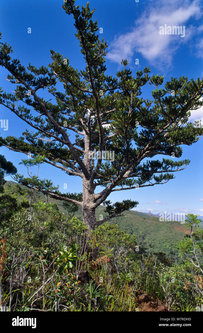 Mountain Kaori (Agathis ovata) endemic tree, New-Caledonia Stock Photo