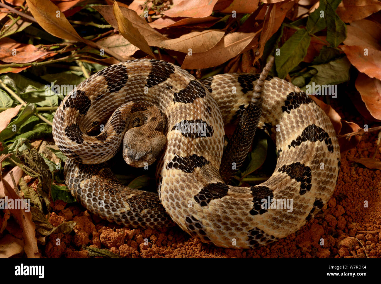 Timber rattlesnake (Crotalus horridus horridus) from Eastern USA Stock ...