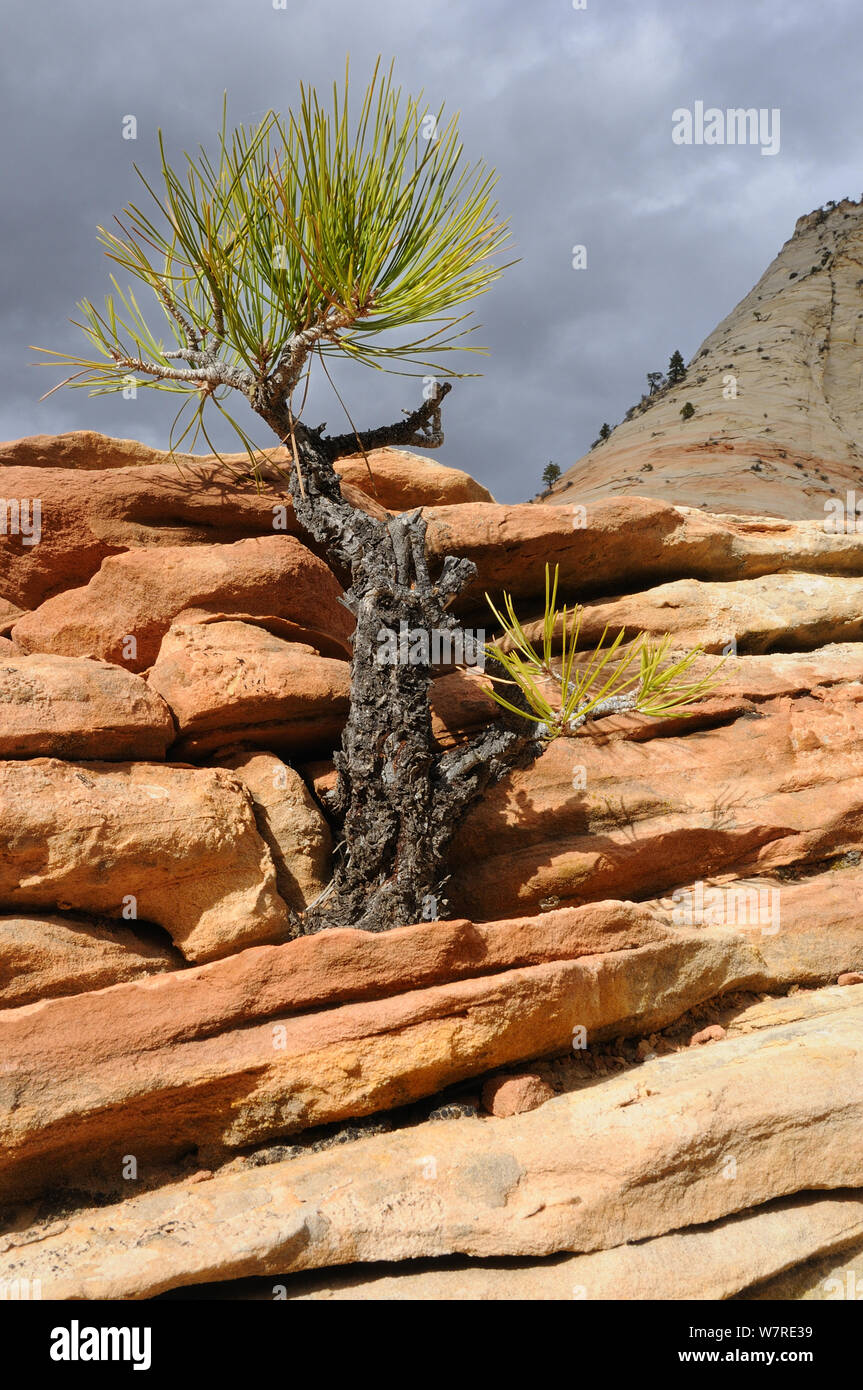 Young Ponderosa pine (Pinus ponderosa) growing in sandstone tower, Zion