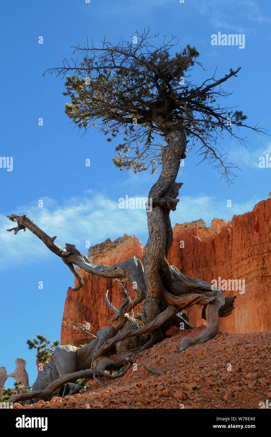 Bristlecone pine (Pinus aristata), Bryce Canyon National Park, Utah, USA December 2012 Stock Photo
