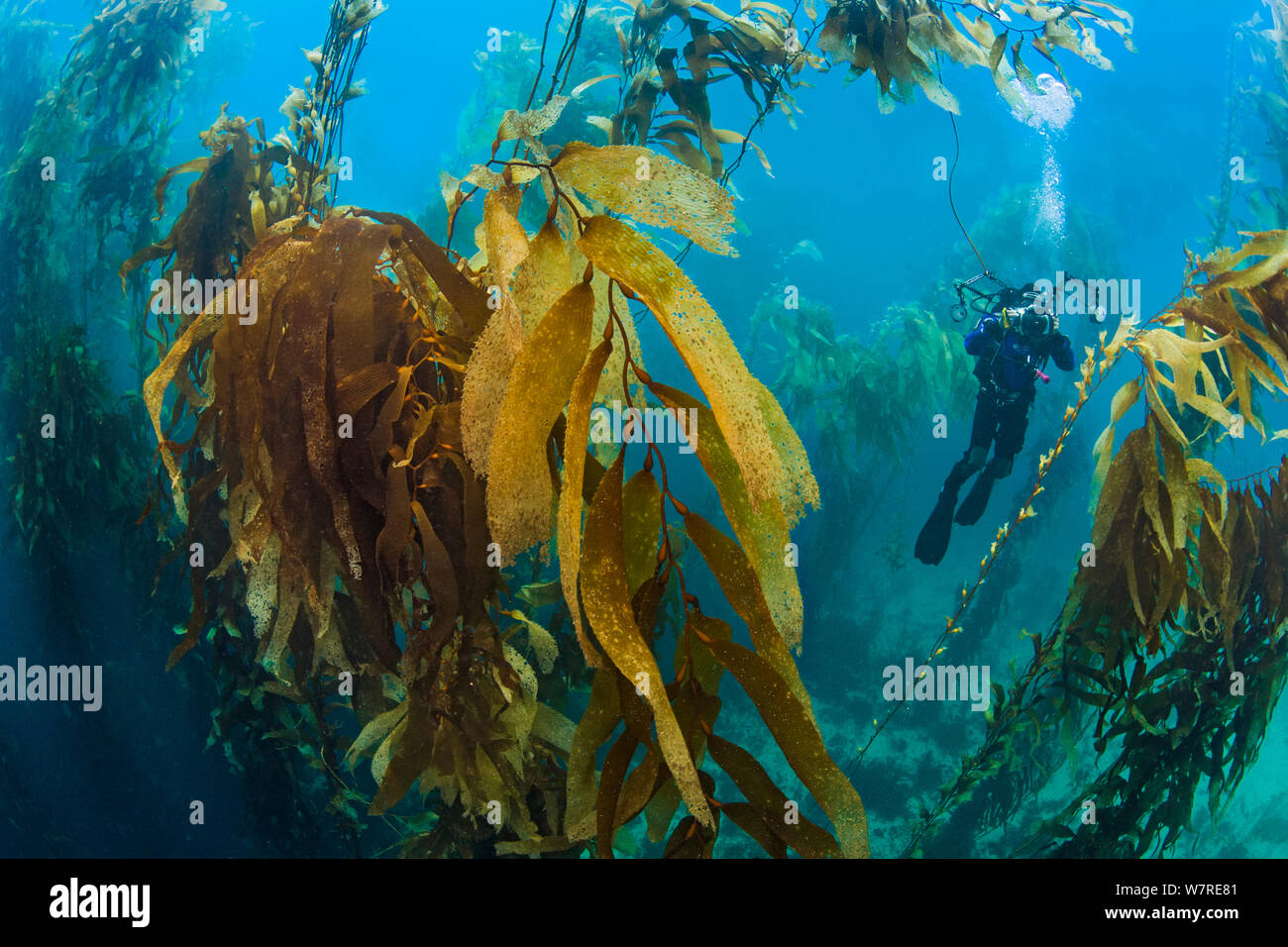 A diver photographs in a giant kelp forest (Macrocystis pyrifera). Fortescue Bay, Tasmania, Australia. Tasman Sea. This is the same species of giant kelp which is widespread on the Pacific coast of North America. In Australia these forests are only found in Tasmania. Stock Photo
