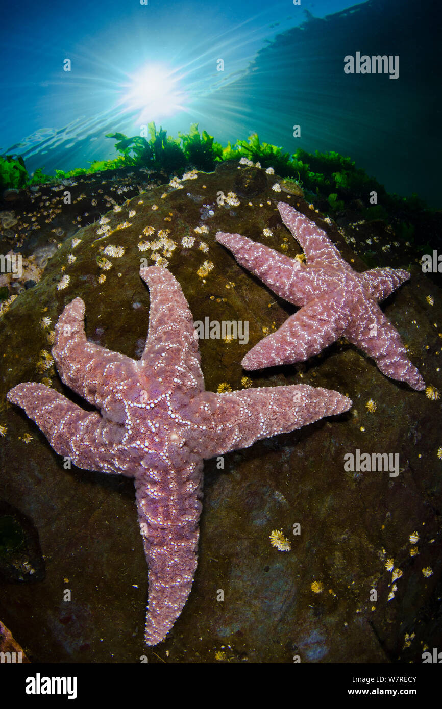 A pair of the pink variety of Ochre sea star (Pisaster ochraceus) in shallow water beneath the sun. Browning Pass, Vancouver Island, British Columbia, Canada. North East Pacific Ocean. Stock Photo