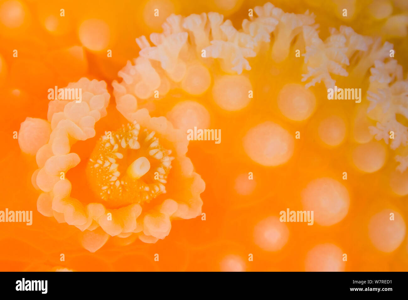Detail of the sensory rhinophore of an Orange peel nudibranch (Tochuina tetraquetra). Browning Pass, Vancouver Island, British Columbia, Canada. North East Pacific Ocean. Stock Photo