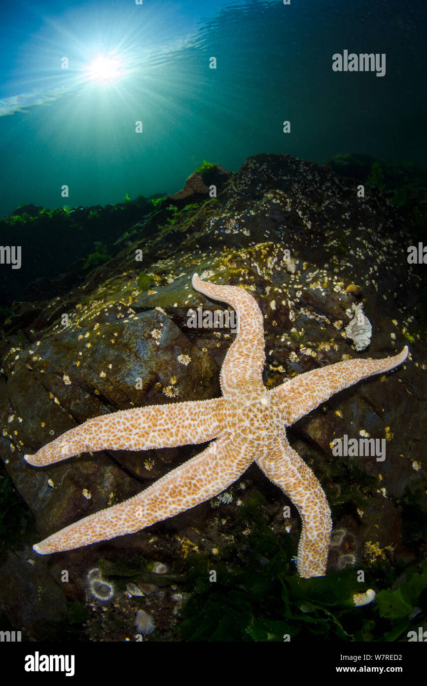 Mottled sea star (Evasterias troschelii) in shallow water beneath the sun. Browning Pass, Vancouver Island, British Columbia, Canada. North East Pacific Ocean. Stock Photo