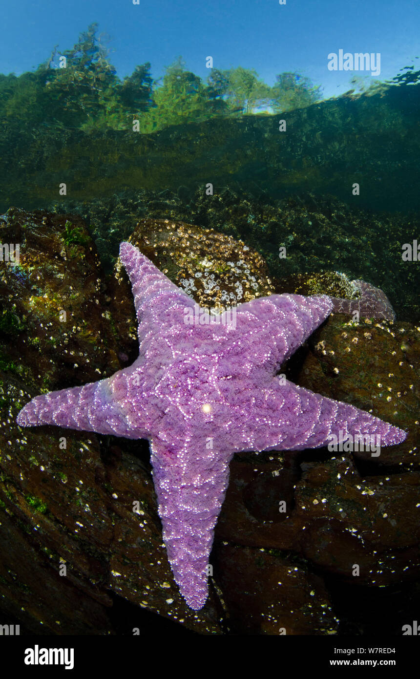 Purple sea star (Pisaster ochraceus) in shallow water beneath forest. Browning Pass, Vancouver Island, British Columbia, Canada. North East Pacific Ocean. Stock Photo