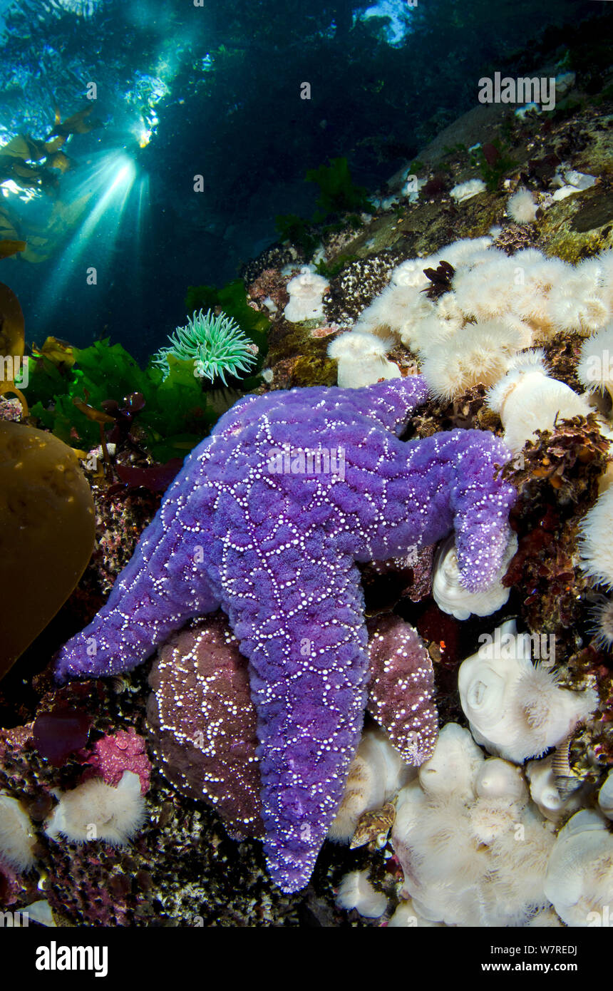 A pair of Purple sea stars (Pisaster ochraceus) climb on anemones in shallow water, beneath trees in Browning Pass, Port Hardy, Vancouver Island, British Columbia. Canada. North East Pacific Ocean. Stock Photo