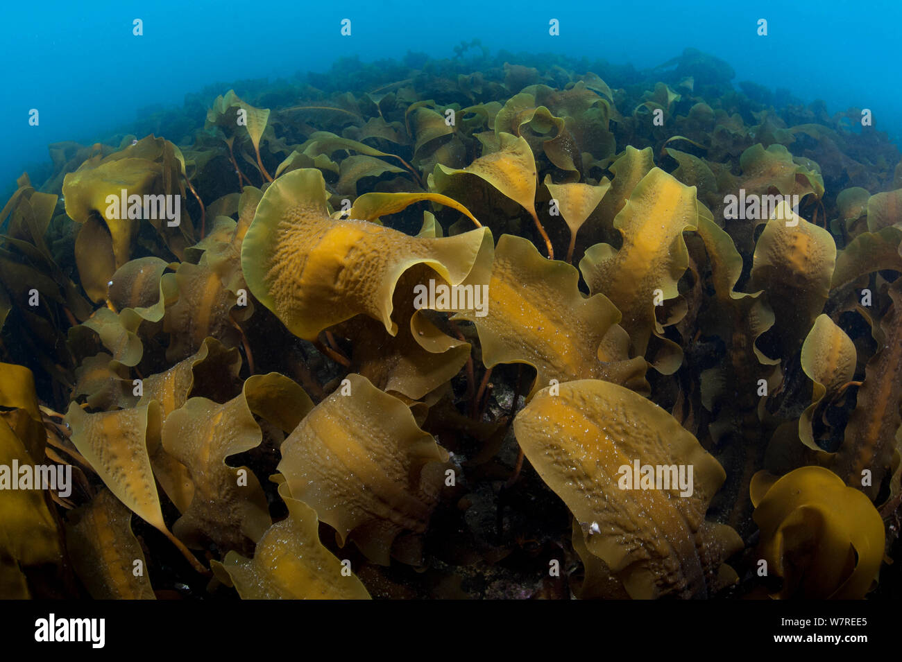 Forest of sugar kelp (Saccharina latissima) growing in shallow water in