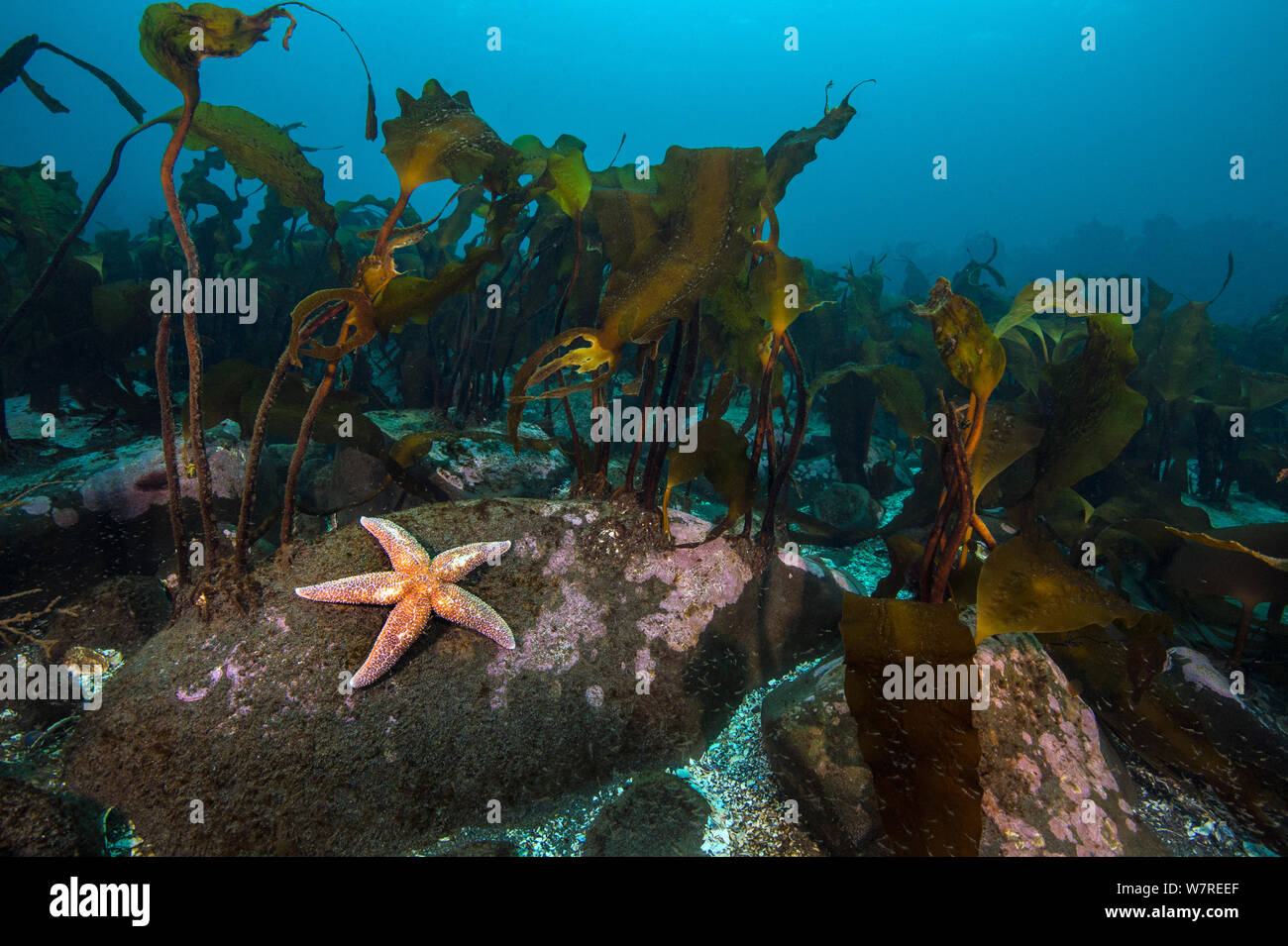 Starfish (Asterias rubens) below kelp in the typical scenery in Thorshofn Bay, north Iceland. North Atlantic Ocean. Stock Photo