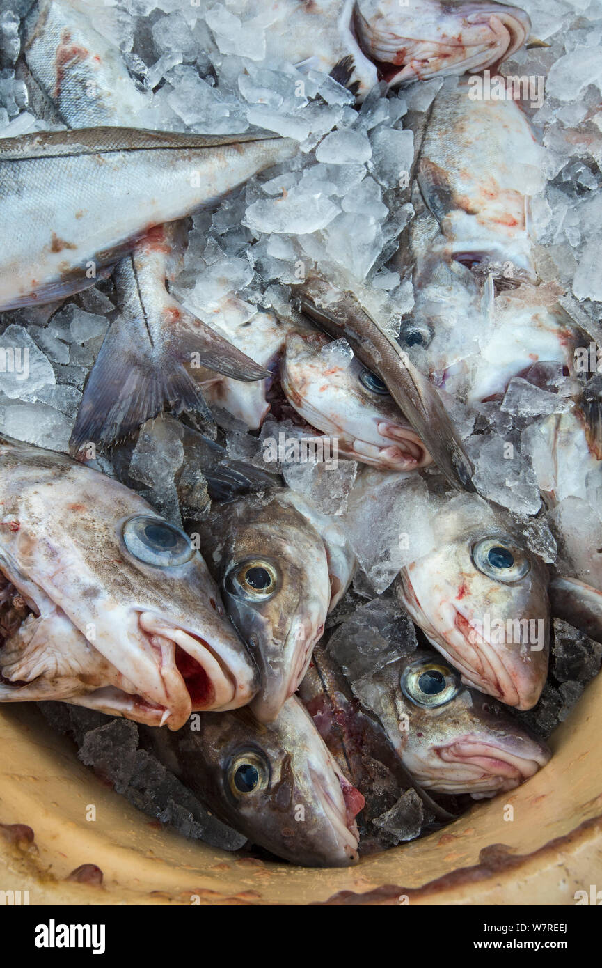 Whiting (Merlangius merlangus) packed in ice at a fish processing plant. Husavik, Iceland. Stock Photo
