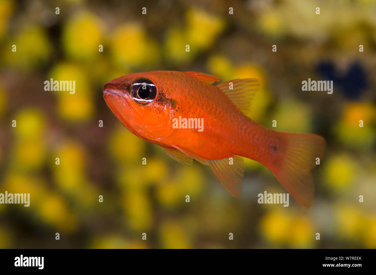 Red cardinalfish (Apogon imberbis) in front of Yellow parazoanthus (Parazoanthus axinellae), in the Marine Protected Area of Portofino (Area Marina Protetta, Portofino), Liguria, Italy. Mediterranean Sea. Stock Photo