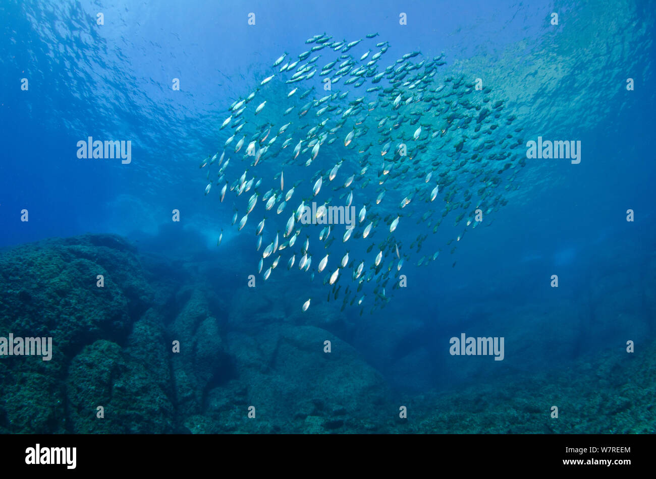 A school of sea bream (Sarpa salpa) swimming in open water within the Marine Protected Area of Portofino (Area Marina Protetta, Portofino), Liguria, Italy. Mediterranean Sea. Stock Photo