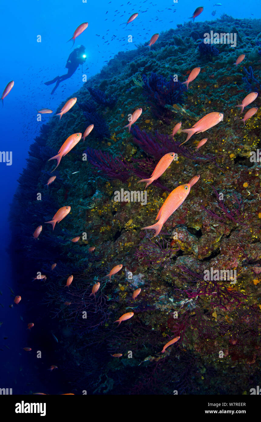 Mediterranean anthias (Anthias anthias) swarm over gorgonians (Paramuricea clavata). Marine Protected Area of Portofino (Area Marina Protetta, Portofino), Liguria, Italy. Mediterranean Sea. Model Released. Stock Photo