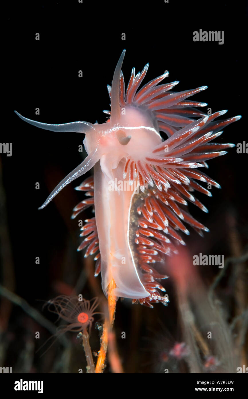A nudibranch (Flabellina lineata) feeding on a solitary hydroid (Tubularia indivisa). Gulen, Bergen, Norway. North East Atlantic Ocean. Stock Photo