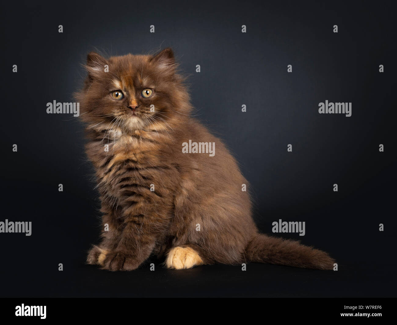Cute brown tortie British Longhair cat kitten, sitting side ways. Looking at camera with developping orange eyes. Isolated on black background. Stock Photo