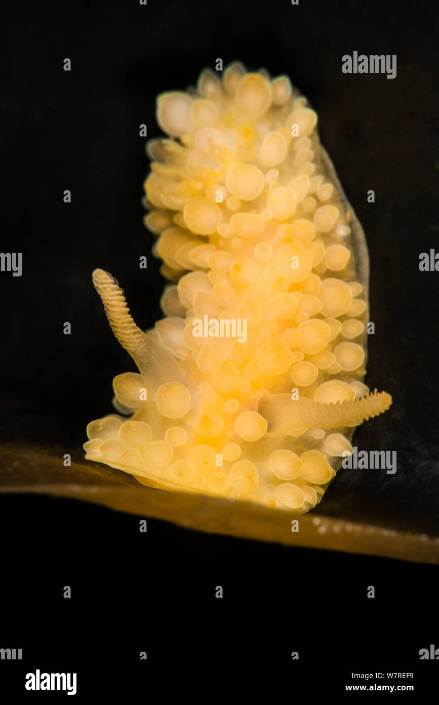 A portrait of a nudibranch (Adalaria proxima) on a kelp frond. Gulen, Norway. North East Atlantic Ocean. Stock Photo