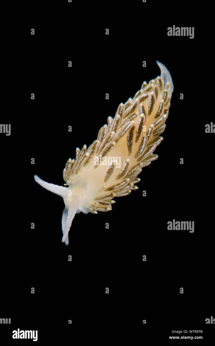 A nudibranch (Cuthona viridis: Trinchesia viridis) photographed in the field aquarium, Gulen, Norway. North East Atlantic. Stock Photo